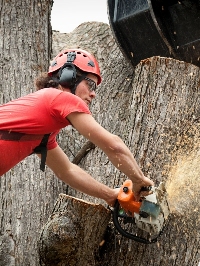 Local Business Panther City Tree Service in Fort Worth TX