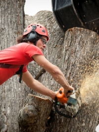 Local Business Hat City Tree Service in Danbury CT
