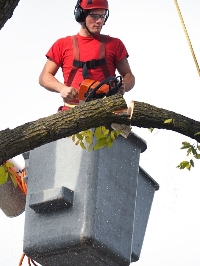The Gathering Place Tree Service