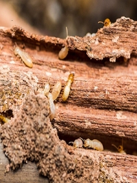 Forest Land Termite Removal Experts