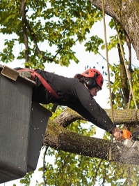 City of Bridges Tree Removal Solutions