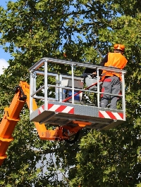 Lock City Tree Removal Solutions