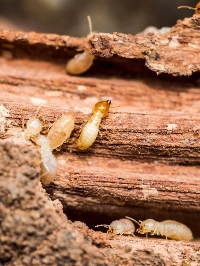 Star City Termite Removal Experts
