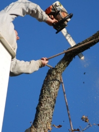 Local Business Harford County Tree Removal Service in Bel Air MD