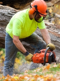 Local Business O'Brady's Tree Removal Solutions in Brandon FL