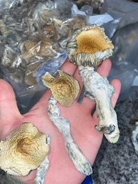 Local Business Shrooms Delivery UK in London 