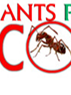 Local Business Ants Pest Control Brisbane in Brisbane City QLD