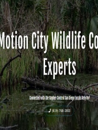 Motion City Wildlife Control Experts