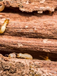 Red Hills Termite Experts
