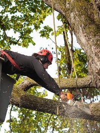 Local Business Trees City Foundation Repair Experts in Boise ID