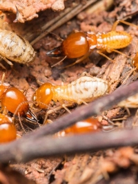 The March To Termite Co