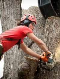 Local Business Asnuntuck Tree Services in Enfield CT