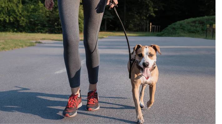 Unleashing Joy and Well-Being: The Comprehensive Guide to Dog Walkers